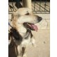 Leon  ein Herz voller Liebe, Labrador-Schaeferhund - Rüde