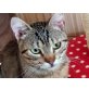 Leon, kleines Tigerchen sucht liebevolles Zuhause - Kater