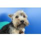Leon, sehr lieber Familienhund - Rüde