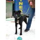 Leona, Labrador-Mischlingshündin - Hündin