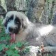 Leona,lieberJunghund,ruhig und gelassen, evtl.Griffon-Mastin-Mischling - Hündin