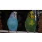 Leonard und Kiwi, Wellensittich - männlich