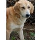 Leonardo, Golden Retriever Mix - Rüde