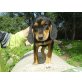 Leonardo, Jagdhund-Mix - Rüde