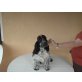 Leonardo,Larry,Lasse,Laurel,Linus, Englischer Cockerspaniel Welpen - Rüde