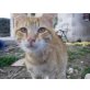 Leonardo, Leonardo sucht ein nettes Plätzchen - Kater