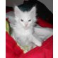 Leonardo, Maine Coon - Kater