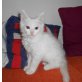 Leonardo, Maine Coon - Kater