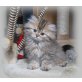 Leonardo, Perser - Kater