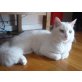 Leonardo, weißer Norweger-EKH-Mix - Kater