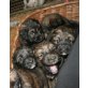 Leonberger Bernersennen Welpen - Hündin