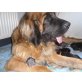 Leonberger/Bernhardiner - Deutsche Dogge Welpen - Hündin