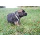 Leonberger-Hovawart Mischlinge Welpen - Hündin