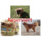 Leonberger-Hovawart Mischlinge Welpen - Hündin