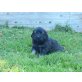 Leonberger-Hovawart Mischlinge Welpen - Rüde
