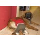 Leonberger - Hündin