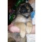 Leonberger - Hündin
