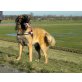 Leonberger - Hündin