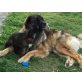 Leonberger - Hündin