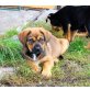 Leonberger - Rottweiler Mischlingswelpen Welpen - Hündin