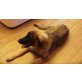 Leonberger - Rüde