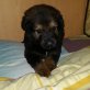 Leonberger-Schäfermischlinge Welpen - Hündin