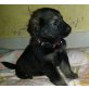 Leonberger-Schäfermischlinge Welpen - Hündin