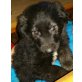 Leonberger-Schäfermix  Welpen - Rüde
