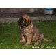 Leonberger Welpen - Rüde