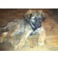 Leonberger Welpen - Rüde