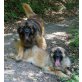 Leonberger Welpen - Rüde