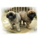 Leonberger Welpen - Rüde