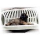 Leonberger Welpen - Rüde