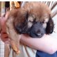 Leonberger-maltesermischling- Welpen - Rüde