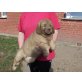 Leonberger und Germanischer Bärenhund Welpen - Hündin