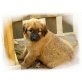 Leonberger und Hovawart Welpen - Rüde