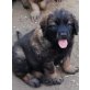 Leonberger x Germanischer Bärenhund Welpen - Hündin