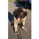 Leonberger x Germanischer Bärenhund Welpen Welpen - Hündin