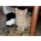 Leone, Europäische Kurzhaarkatze - Kater