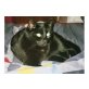 Leonie, Europäische Kurzhaarkatze - Katze