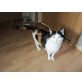 Leonie, Hauskatze und ? - Katze