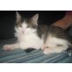 Leonie - Katze
