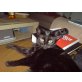Leonie, Schwarze Katze - Katze