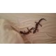 Leopardgecko
