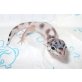 Leopardgecko