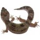 Leopardgecko