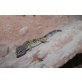 Leopardgecko