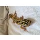 Leopardgecko