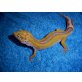 Leopardgecko - männlich