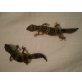 Leopardgecko - männlich